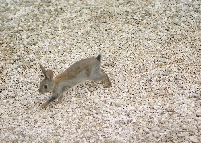 D'hôtes La Combe De Redoles 3* Tour-de-Faure